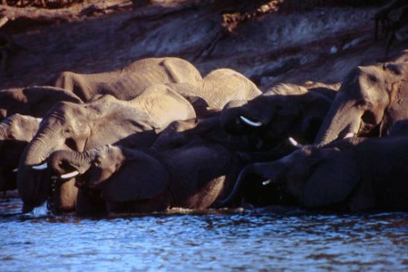 elefanti - Chobe National Park